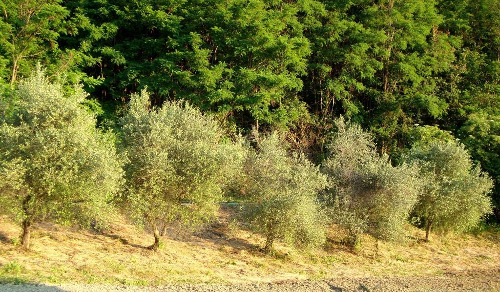 Casa Dell' Abbondanza B&B Agriturismo Vigoleno Eksteriør billede